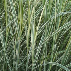 Silver Grass, Variegated Chinese